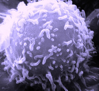 Lymfocyt - ilustrační foto. Zdroj: Wikipedia.org