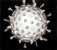 Virus - ilustrační foto. Zdroj: Wikipedia.org Virus - ilustrační foto. Zdroj: Wikipedia.org